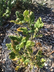 Malacothamnus involucratus