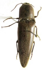 Atractosomus arcuatus