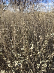 Malacothamnus abbottii