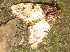 Lepidogma melanobasis