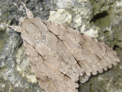 Acronicta major