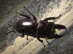 Serrognathus titanus castanicolor