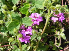 Thymus linearis