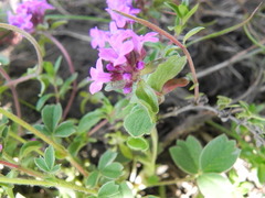 Thymus linearis