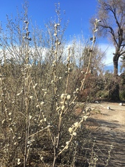 Malacothamnus jonesii