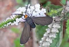 Ctenucha rubriceps