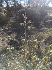 Malacothamnus fremontii cercophorus