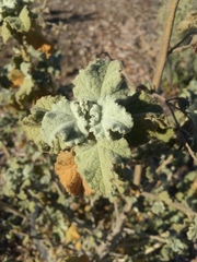 Malacothamnus fremontii cercophorus
