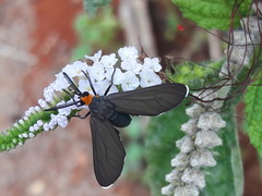 Ctenucha rubriceps