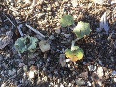 Malacothamnus fremontii cercophorus