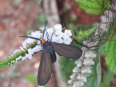 Ctenucha rubriceps