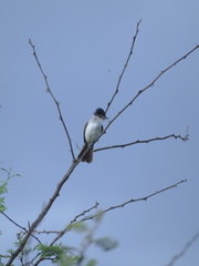 Xenopsaris albinucha