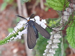 Ctenucha rubriceps