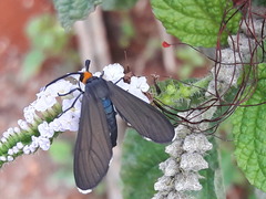 Ctenucha rubriceps