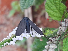 Ctenucha rubriceps