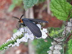 Ctenucha rubriceps