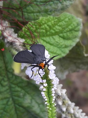 Ctenucha rubriceps