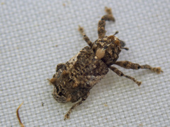 Orthorhinus