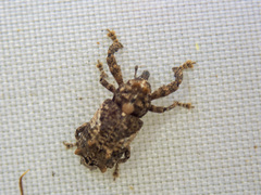 Orthorhinus