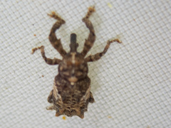 Orthorhinus