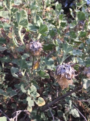 Malacothamnus lucianus