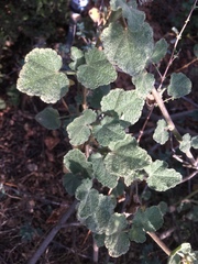 Malacothamnus lucianus