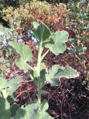 Malacothamnus lucianus