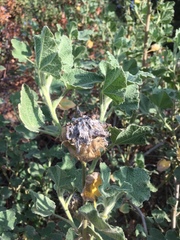 Malacothamnus lucianus