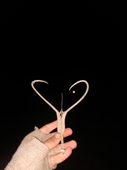 Proboscidea louisianica