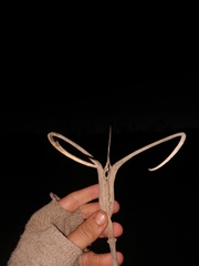 Proboscidea louisianica