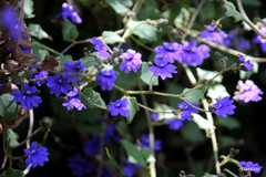 Dampiera hederacea