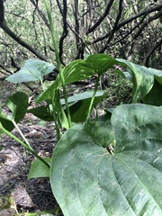 Echinodorus grandiflorus
