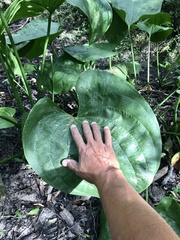 Echinodorus grandiflorus