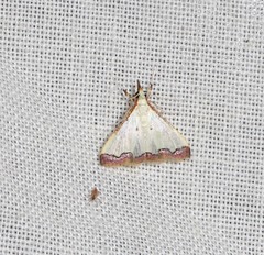 Autocharis hedyphaes