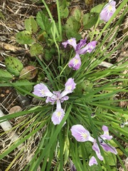 Iris tenax tenax