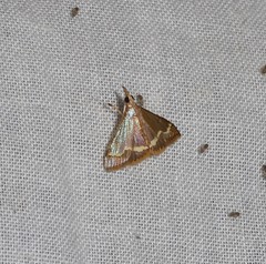 Clupeosoma pellucidalis