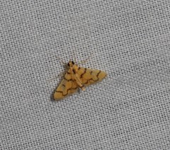 Dichocrocis erixantha