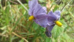 Solanum caripense