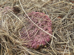 Opuntia fragilis