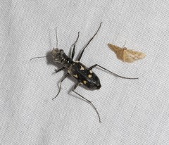 Distipsidera grutii