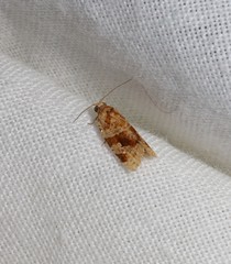 Epitymbia eudrosa