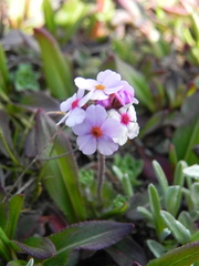 Androsace sempervivoides