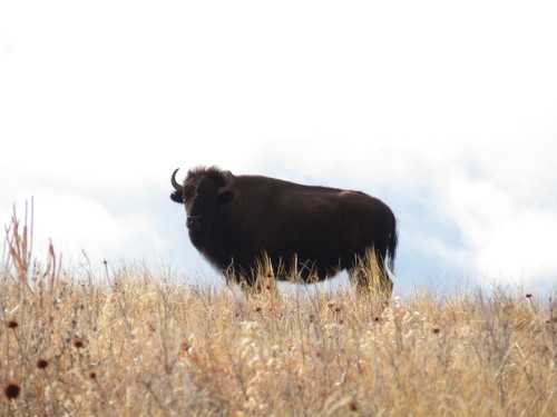 American Bison photographed in South Dakota