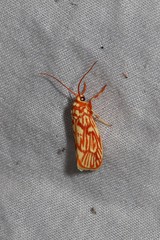 Lactura erythractis