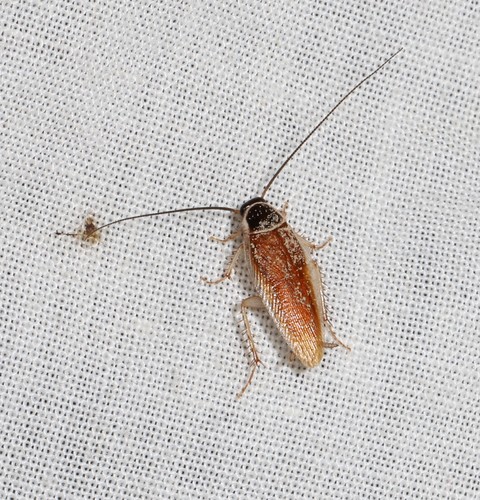 Johnrehnia concisa · iNaturalist