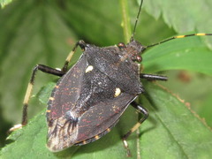 Dalpada cinctipes