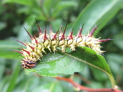 Limenitis sydyi