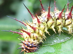 Limenitis sydyi