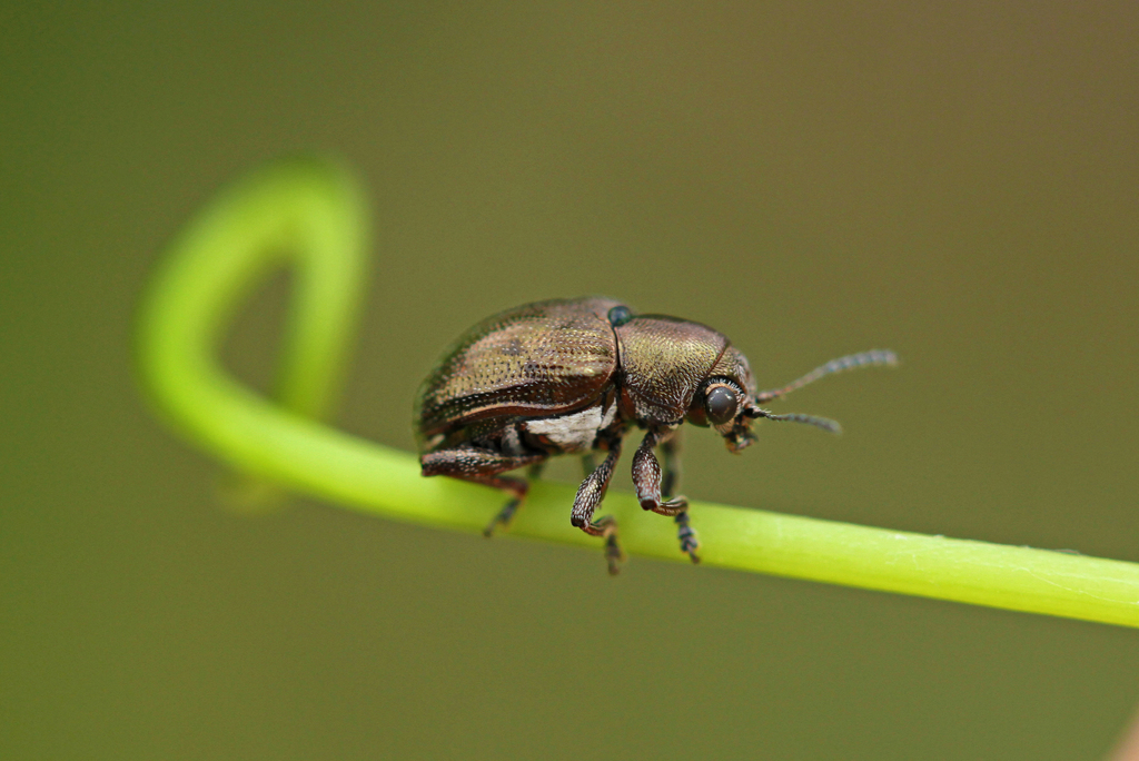 Heteraspis brevipilis
