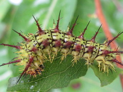 Limenitis sydyi